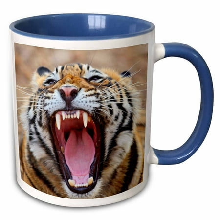 3drose, Royal Bengal Tiger, Ranthambhor National Park, India-as10 Jra0274 - Jagdeep Rajput, 11oz Two-tone Blue Mug