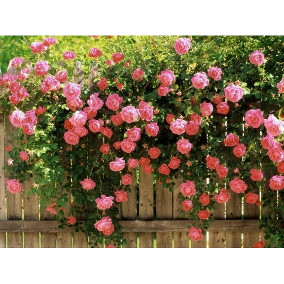 Seedville 5 Pink Climbing Rose Flower Seeds, Fragrant Butterfly Attracting Blooms