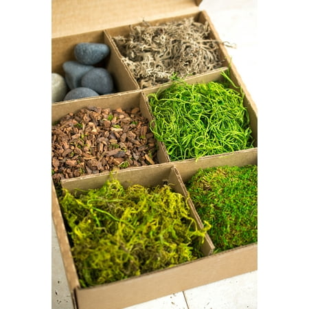 Terrarium Kit with Bark,Asst Mosses, Stones and Lichen, Forest