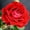 Red, variant on True Bloom by Altman Plants 'True Love' PP28929 Red Rose Bush, 6qt. Pot, Live Garden Roses, Full Sun