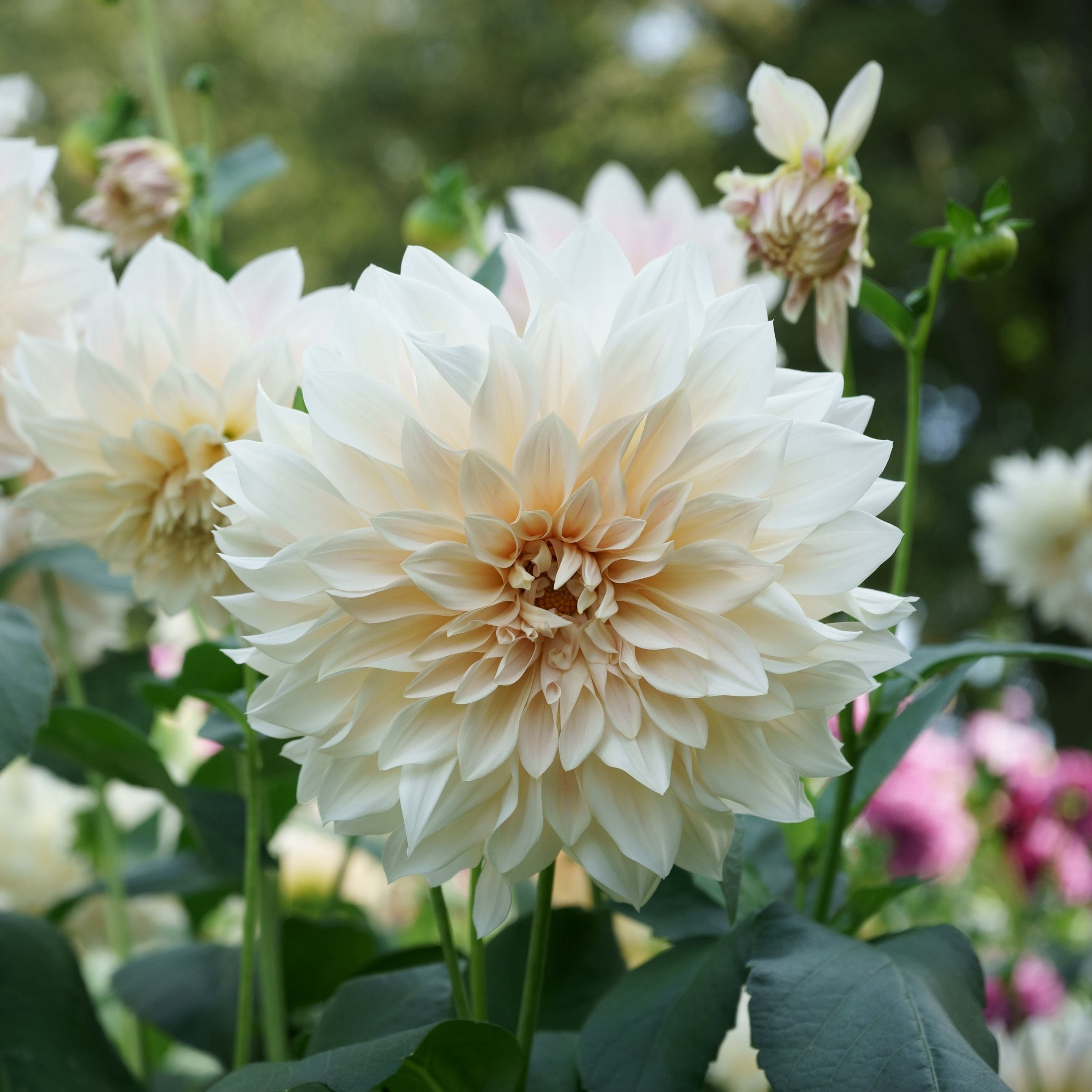 National Plant Network Dahlia Cafe Au Lait Bulbs (3-Pack)
