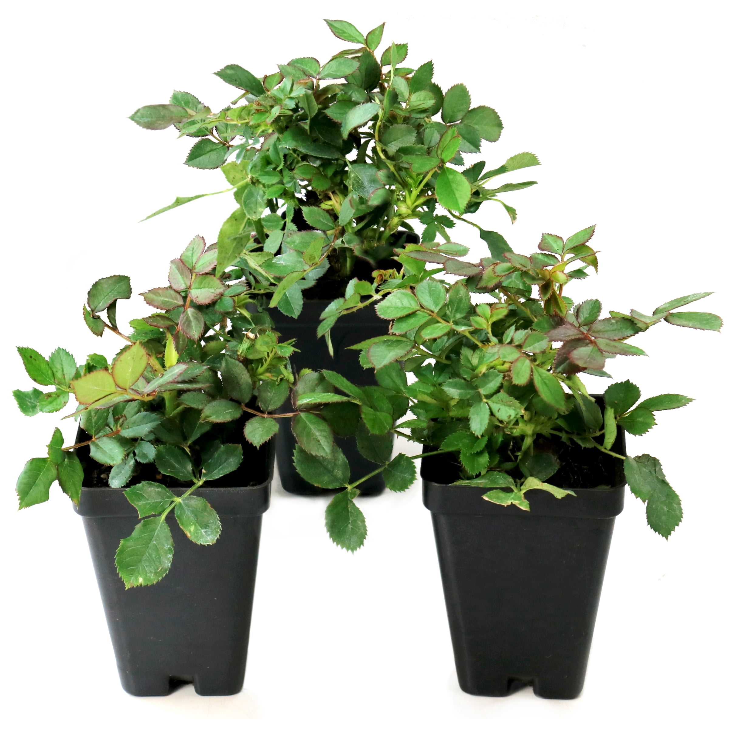 National Plant Network 2.5 in. Miniature Rose Buttermint (3-Pack)