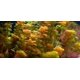 thumbnail image 1 of Cabomba roja Piauhyensis Furcata Fanwort, plantas vivas para acuario, 1 of 4