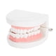 thumbnail image 4 of Modelo de dientes dentales Spptty 28 piezas estándar de dientes para adultos PVC Blanco 3,7 * 2,6 * 2,0 pulgadas, 4 of 7