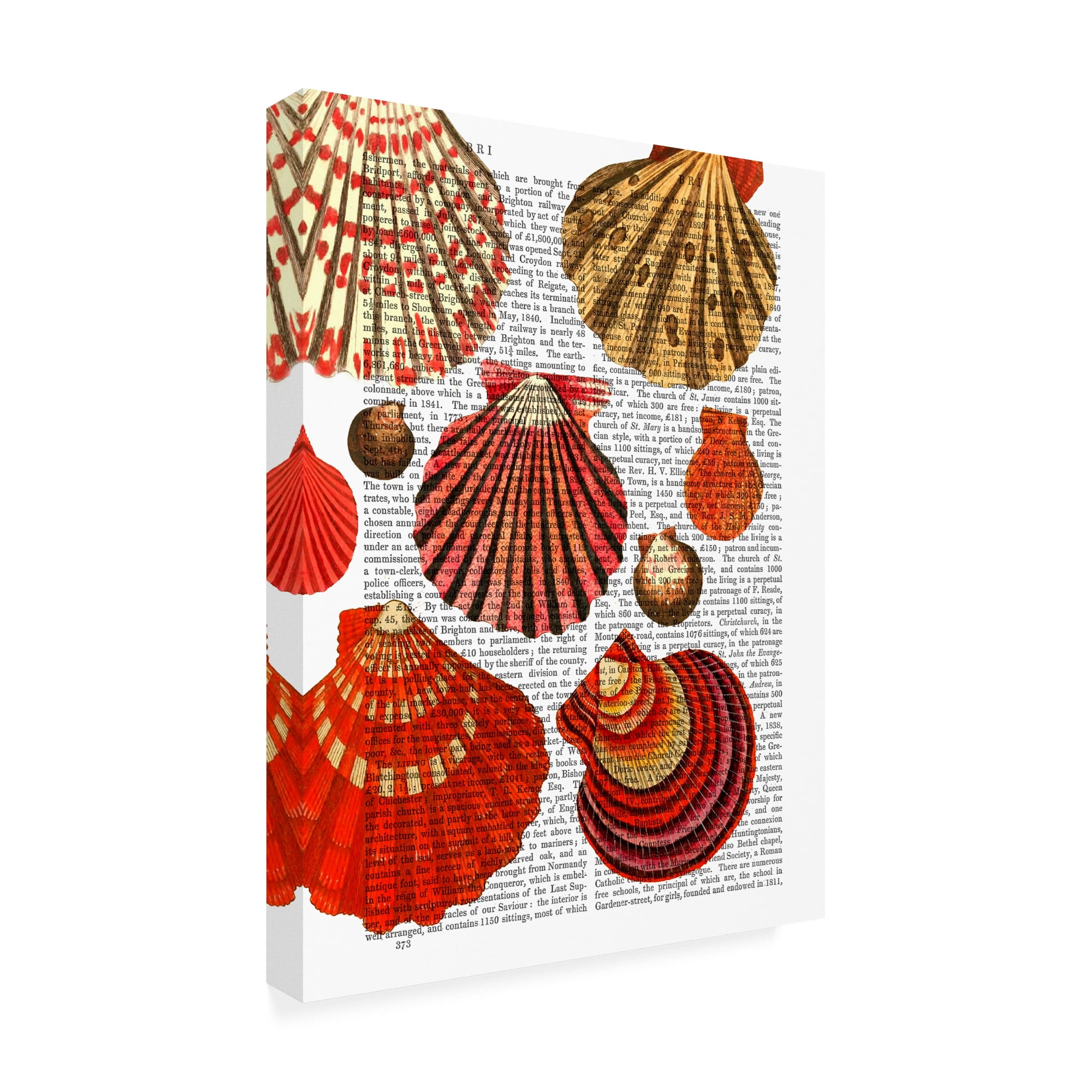 Trademark Fine Art 'Red Clam Shells' Canvas Art by Fab Funky