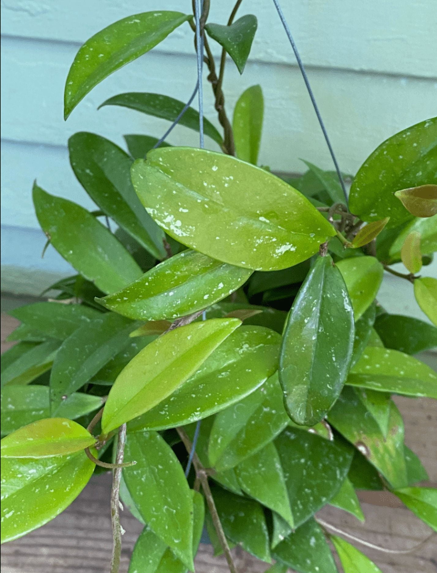 Hoya Plant Live Houseplants, Hoya Pink Flower Sliver Leaf Plant in 4 Inc Pot Bareroot for Planting Indoor Outdoor