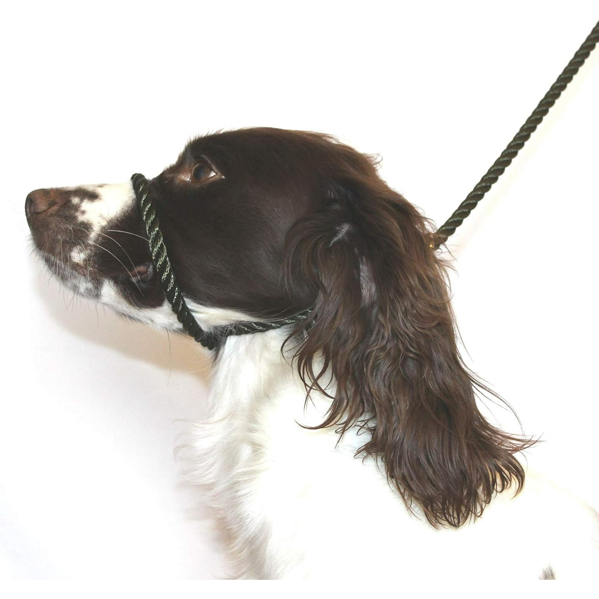 Dog halter lead hotsell