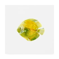 Trademark Fine Art 'Discus Fish I' Canvas Art by Emma Scarvey