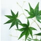 thumbnail image 3 of Rama de Hoja de Arce Artificial Decorativa Wpd240814007 | Hojas de Imitación de Otoño, Verde, Rojo y Naranja | Ecológica, Duradera E Impermeable | Decoración para Interiores y Exteriores, Halloween,, 3 of 6