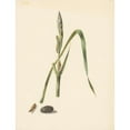 thumbnail image 2 of Albertus Steenbergen 15x18 Black Ornate Wood Framed Double Matted Museum Art Print Titled - Study of Iris with Caterpillar, Underneath a Cocoon and Input Caterpillar (1824 - 1900), 2 of 5
