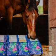 Hilton Herbs Herb Power Horse Supplement – 2.2 lb