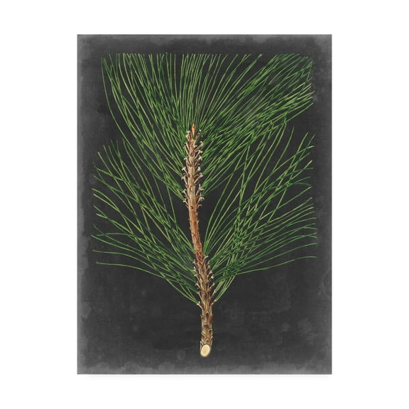Trademark Fine Art 'Dramatic Pine I' Canvas Art by Vision Studio