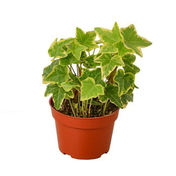 House Plant 4-IVY-GOLD.CHILD English Ivy Gold Child Plant in 4 in. Pot