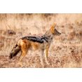 thumbnail image 2 of Kaveney, Wendy 18x13 White Modern Wood Framed Museum Art Print Titled - Black-backed jackal, Palmwag Conservancy, Namibia, 2 of 4