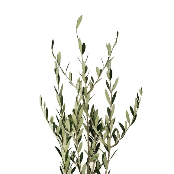 Bloomingmore Everyday Greenery Olive Branch - Fresh Cut - 150 Stems