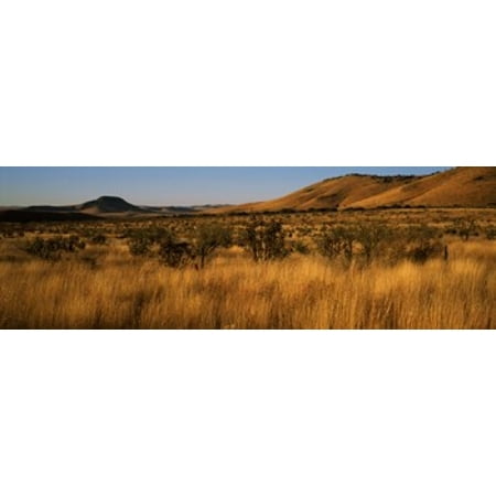 Dry grass on a landscape Texas USA Canvas Art - Panoramic Images (36 x