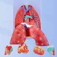 thumbnail image 3 of Milue Life Size Lung Anatomy Model, Heart Lung Throat Model Anatomy, 3 of 11