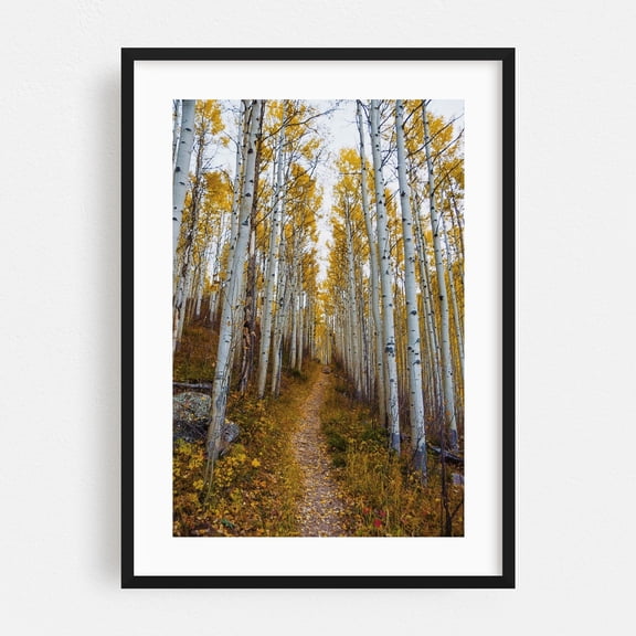 Bighorn Creek Trail - Vail Colorado Photography Autumn Woodland Forest Nature Scenic Landscape Woods Black Framed Wall Art Print 20 x 30 inches