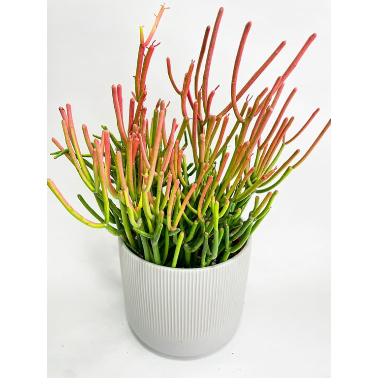 monstera deliciosa watering 21cm Monstera with Self-Watering Globe – Plantpal New Innovations main image 1