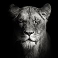 thumbnail image 2 of Meermann, Christian 12x12 White Modern Wood Framed Museum Art Print Titled - Lioness, 2 of 4