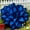 Midnightblue-a, variant on Midnight Blue Hosta-Plants For Planting - Garden Elegance Decoration - Premium Garden Home Decoration, Garden Stakes, Exceptional