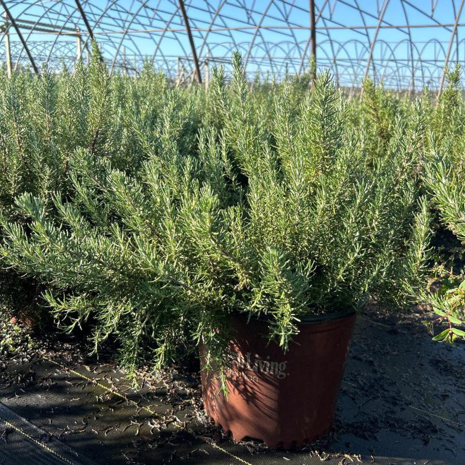 Chef’s Choice® Rosemary - Rosemarinus officinalis 'Roman Beauty' PP18192