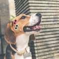 thumbnail image 3 of HEALEEP 12Ud Clips Para De Perro Con Gafas Colores Surtidos Adorable, 3 of 7