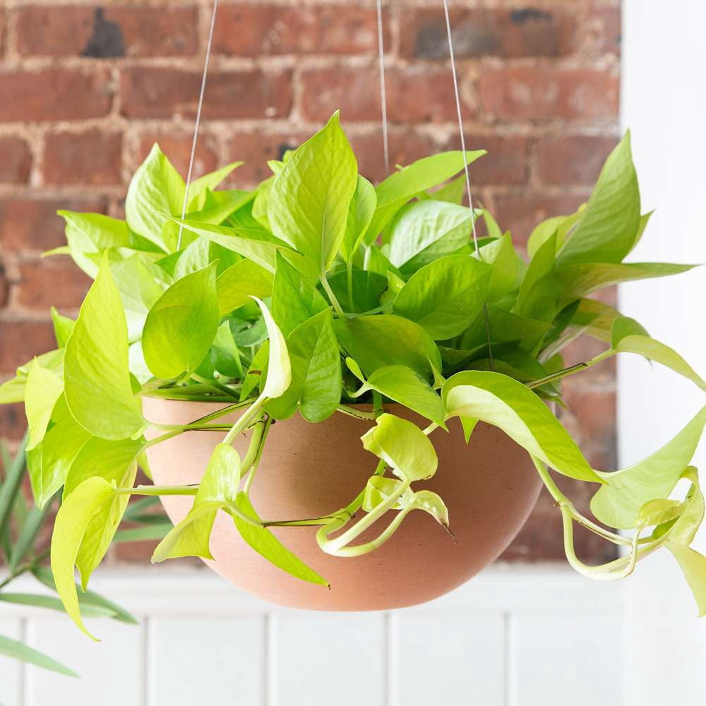 Pothos Neon Live Plant for Indoor | Different Houseplants in 4'' & 6'' Pot | Real House Plant for Living Room, Office, Desk & Bathroom | Neon Pothos | Epipremnum pinnatum