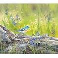 thumbnail image 2 of Mountain Meadow&mdash;Lazuli Bunting, 2 of 2