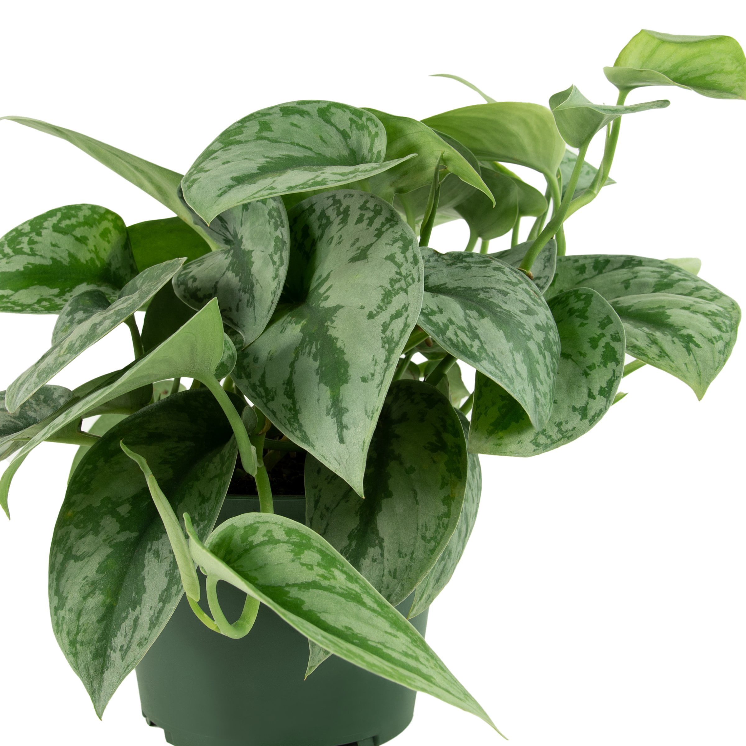 6 in. Pothos Silver Satin Plant in Grower Container