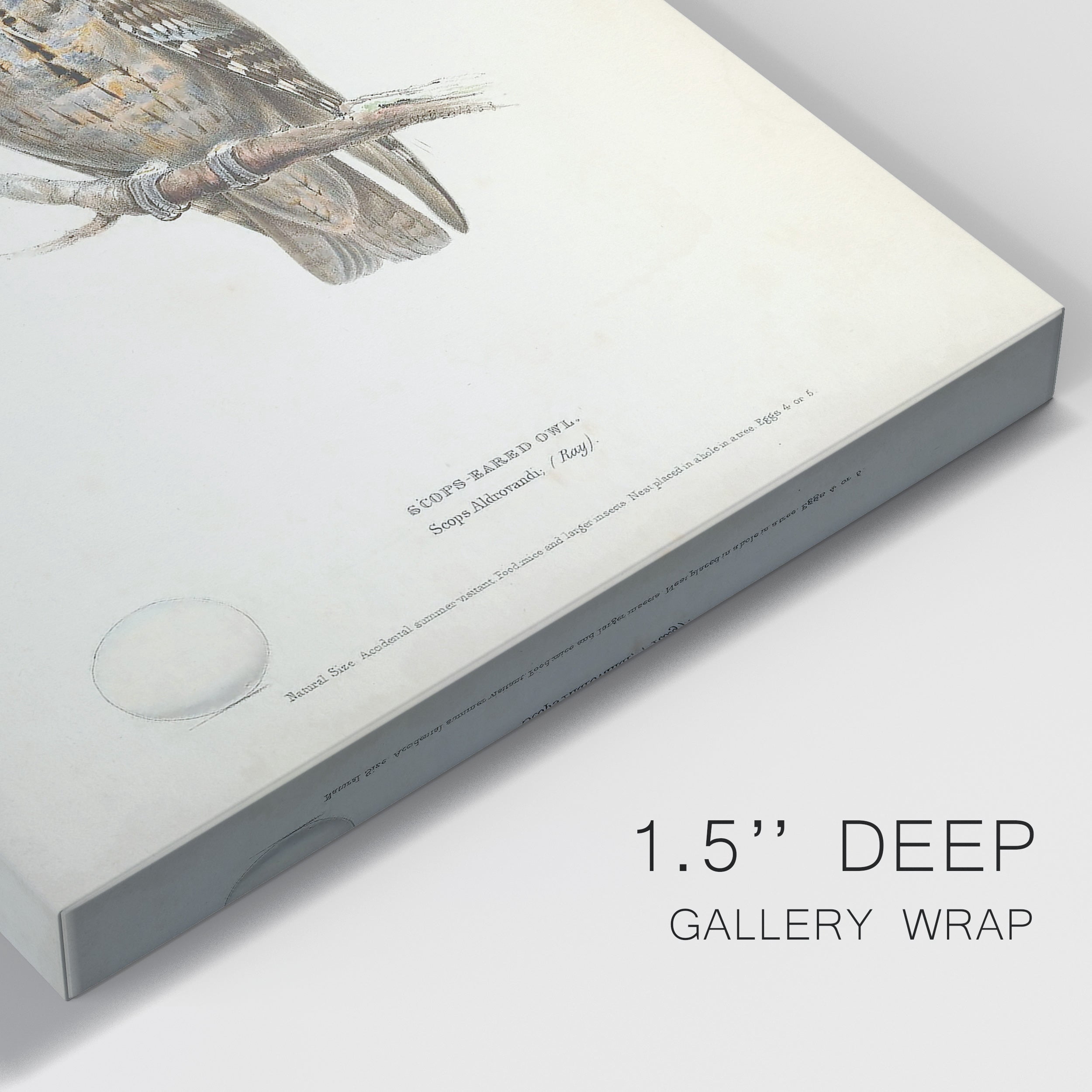 Scops- Eared Owl Premium Gallery Wrapped Canvas - Ready to Hang