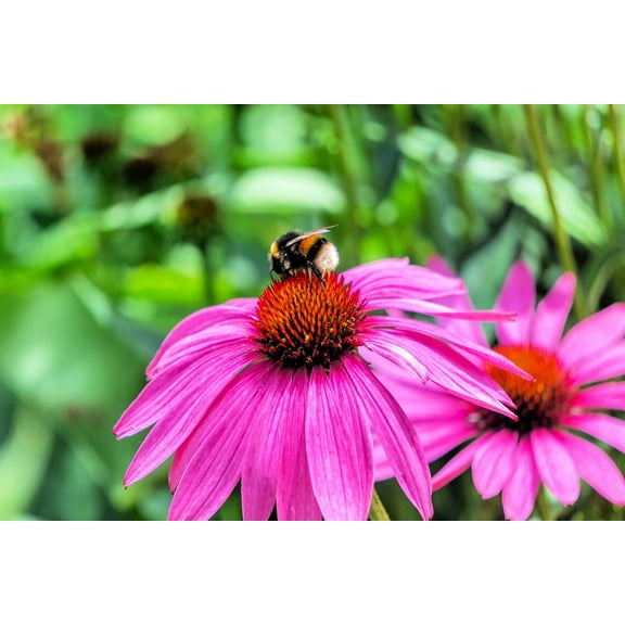 Purple Coneflower Flower Seeds - 5,000  Seeds - Made in USA, Ships from Iowa.
