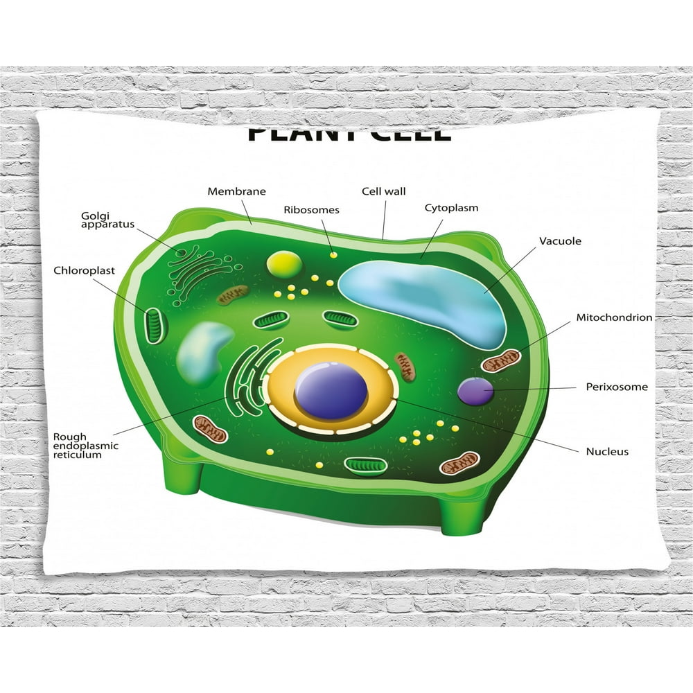 Educational Tapestry, Plant Cell Biology Research Botany Anatomy