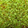 thumbnail image 4 of Curled Cress Seeds - 1 g Packet ~800 Seeds - Non-GMO, Heirloom, Sprouting Seeds for Growing Microgreens, Gardening Baby Salad Greens, 4 of 6