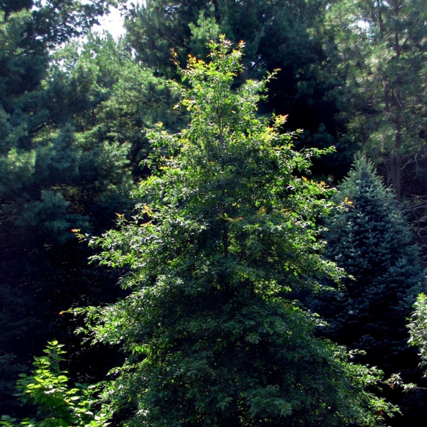Expert Gardener 2-3' Oak Estelle Live Tree in 1 gal. Grower Pot
