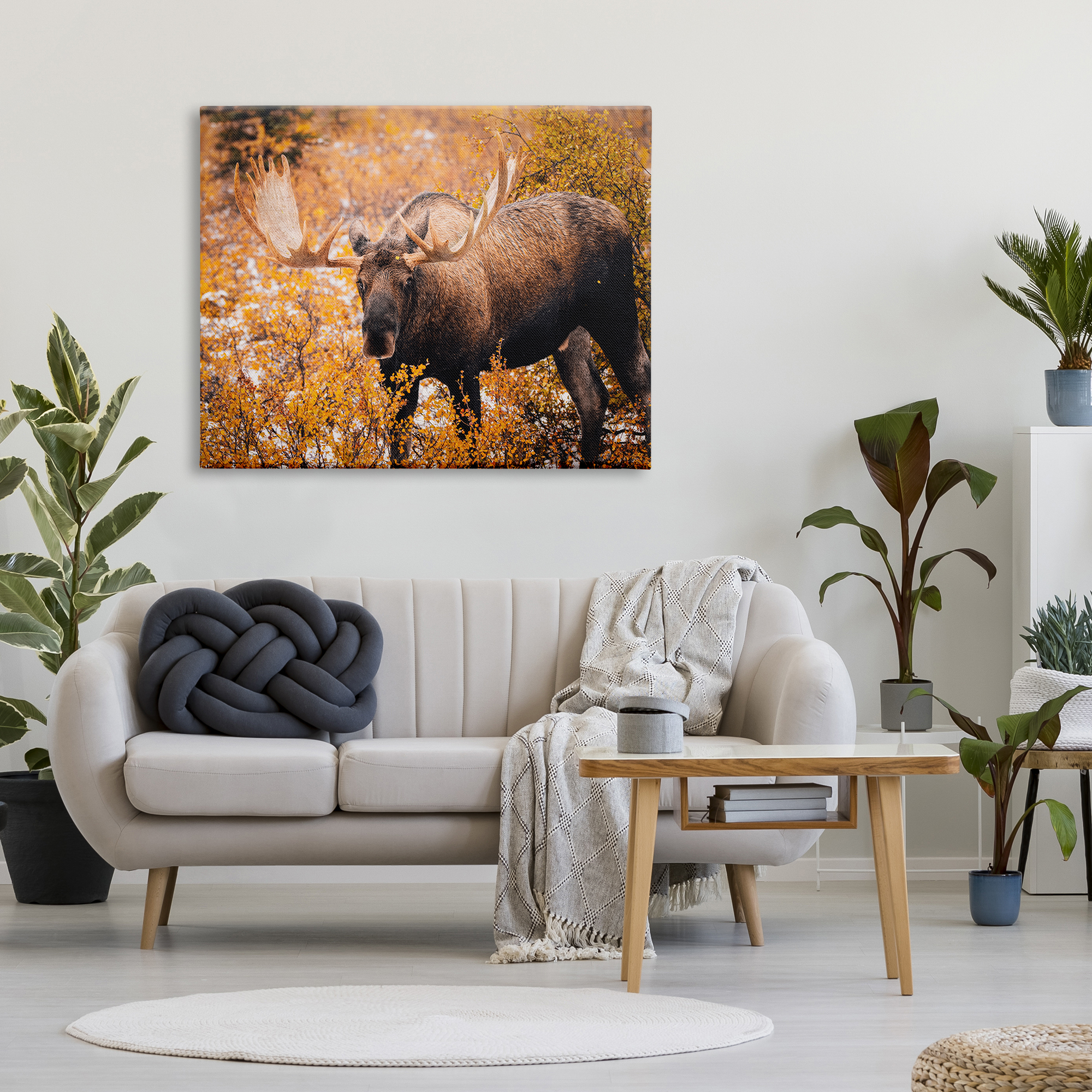 Stupell Industries Moose in Autumn Foliage Animals & Insects Photography Gallery Wrapped Canvas Art Print Wall Art, 48 x 36