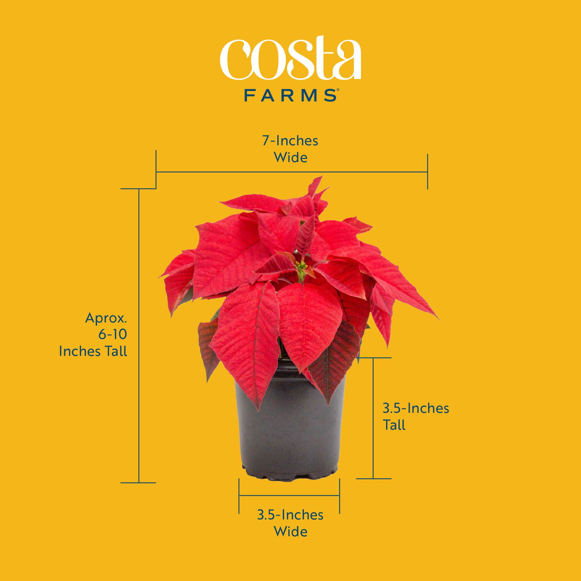 Costa Farms 6-10" Tall Red Poinsettia, Bright Indirect Sunlight, Indoor Live House Plants