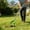 A, variant on Long Handle Garden Weeder Hoe - Adjustable Stainless Steel Stirrup Hoe for Weeding, Cultivating & Soil Aeration (Green)
