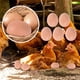 thumbnail image 1 of PCS Mannequin Oeufs Faux Oeufs Plastique Aide Pondre Poule, mannequin œufs, faux œufs, aide pondre poule, œufs de poule decorativos, para incubadoras, diseño compacto, material plástico, uso, 1 of 9