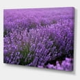 thumbnail image 3 of Designart Blooming Purple Lavender Field Canvas Wall Art, 3 of 4