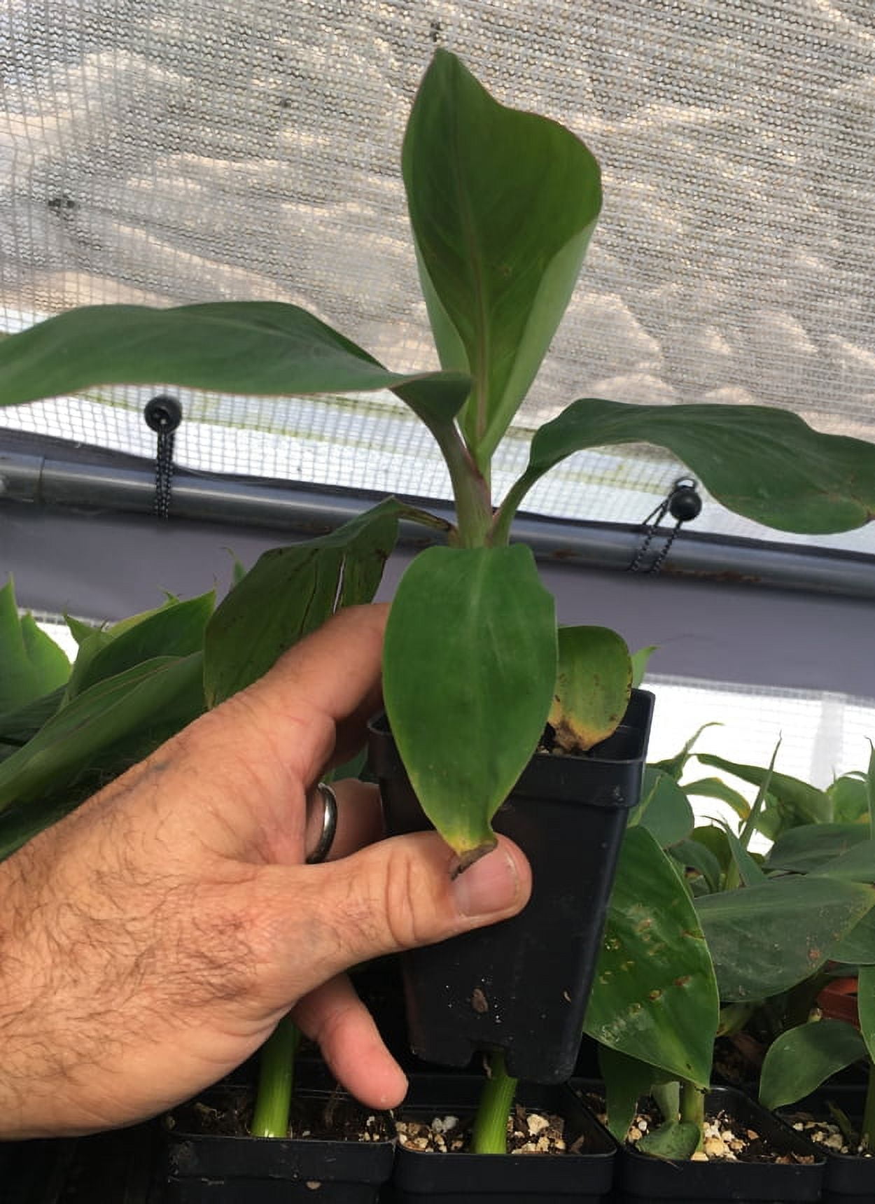 Manzano Apple Banana Plant - Live Plant
