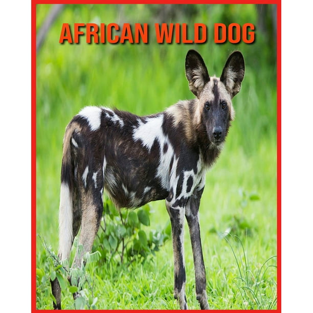 African wild dog : Fun Facts and Amazing Photos of Animals in Nature  (Paperback) 