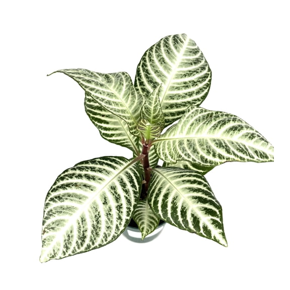 Aphelandra Zebra Snowflake High White Plant Live Potted Houseplant, 4" Pot