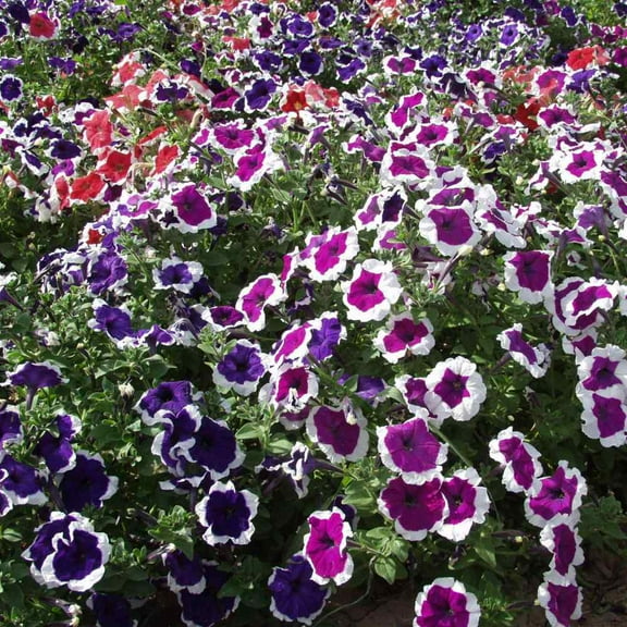 Outsidepride Petunia Multiflora Picotee - 1000 Seeds