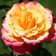 thumbnail image 2 of Heirloom Roses - Heart O' Gold™ Grandiflora Rose Bush - Fragrant Roses Live Plant, 2 of 5