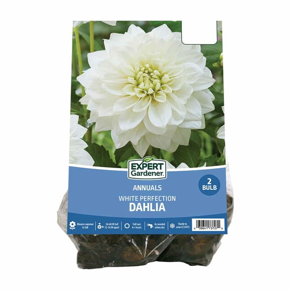Expert Gardener Dahlia White Perfection (Set of 2 Dormant Bulbs) Full Sun, White, Annual