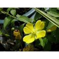 thumbnail image 4 of 1000 Yellow SEEDBOX (Bushy Water Primrose / Rattlebox / False Loosestrife) Ludwigia Alternifolia Flower Seeds, 4 of 5