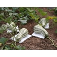 thumbnail image 2 of TomorrowSeeds - Green Striped Cushaw Seeds - 120+ Count - For 2026 Planting USA Garden Vegetable, 2 of 11