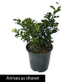 thumbnail image 3 of Royal Duet Holly 1.50 Gallon Potted Broadleaf Evergreen Shrub (1-Pack), 3 of 3