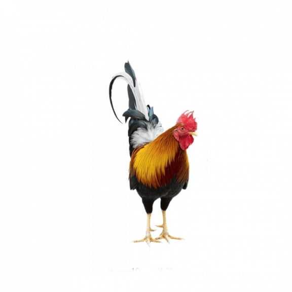 Rooster Stakes Statues Garden Ornaments Sculptures Chicken Decorations Yard Art Decor